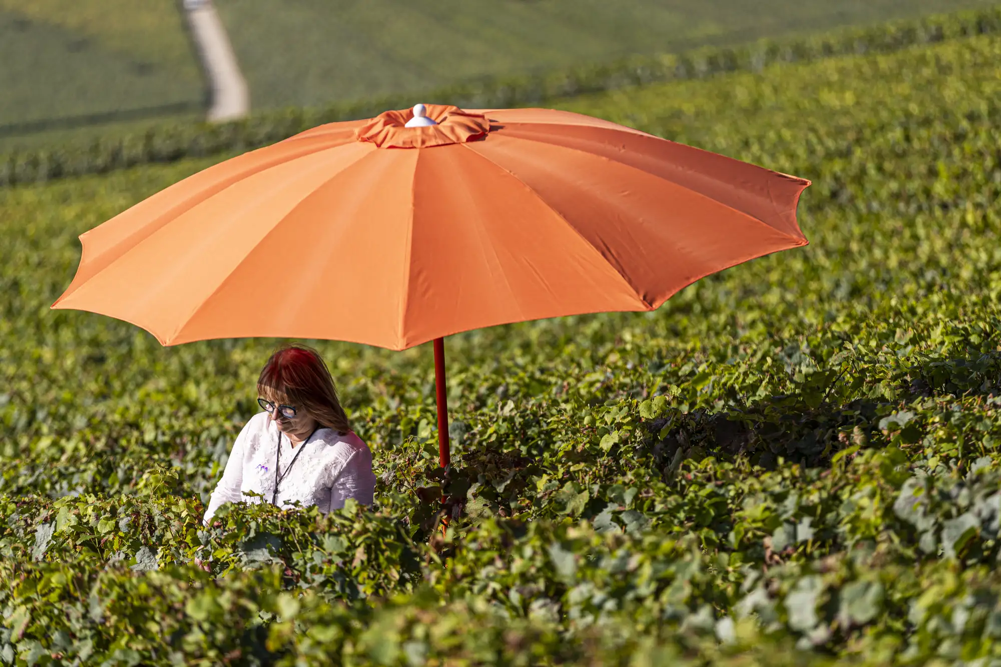 parasol dans un champ